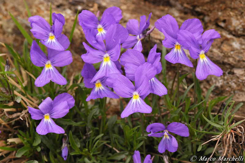 Viola bertolonii